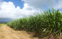 En Guadeloupe, la campagne sucrière bloquée sur le prix de la canne