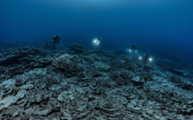 Les concombres de mer salvateurs... pour les coraux