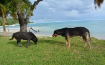 Bora Bora s'attaque aux chiens errants