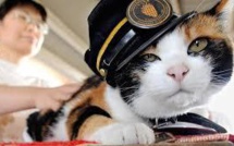 Japon: mort du chat Tama, chef de gare et aimant à touristes