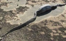 Un python meurt après avoir avalé un porc-épic