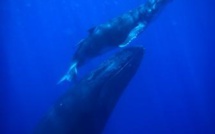 Les baleines répondent à l'appel