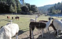Des lamas remplacent les tondeuses autour d'un IUT de l'Aude
