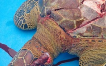 ​Trop de tortues tuées par les bateaux