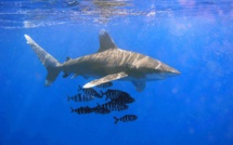 ​Rikitea, un touriste attaqué par un requin