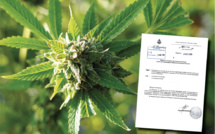 “Enfin on va voir quelque chose de concret”. Le projet de loi sur le cannabis fait son retour à l'assemblée