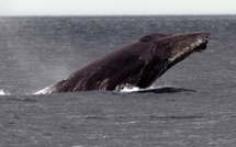 L'Islande autorise la chasse à la baleine pour la saison 2024