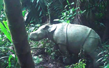 Indonésie : 26 rhinocéros de Java, une espèce en danger, abattus par des braconniers depuis 2018
