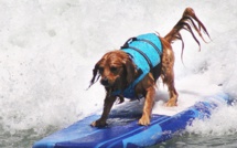San Diego: Un championnat du monde de surf...pour les chiens