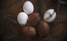 Construire un poulailler par semaine: l'ambition des professionnels de l'œuf