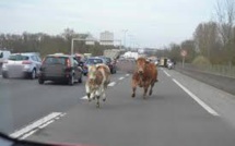 "Rodéo" sur l'autoroute pour retrouver des vaches après un accident de bétaillère