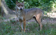 Une femme grièvement blessée par des loups au zoo de Thoiry