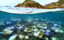 L'Australie doit prendre des mesures "urgentes" pour protéger la grande barrière de corail, selon l'Unesco