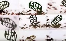 Un demi-million de fourmis manifestent à l'appel du WWF pour l'Amazonie