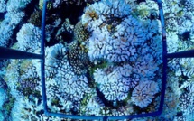 L'Ifrecor lance son concours pour la protection du récif corallien