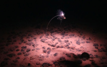 Un étonnant "oxygène noir" fabriqué dans les abysses de l'océan Pacifique