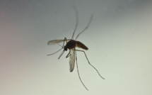 Premier cas autochtone de chikungunya de l'année en France, en Ile-de-France