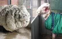 Une nouvelle vie au poil pour Chris le mouton, allégé de 40 kilos