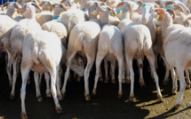 Flambée de la fièvre catarrhale ovine en France, 190 foyers confirmés