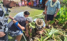 Le cocotier couronné à Raiatea