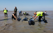 Vaste opération pour sauver un groupe de dauphins échoué sur l'île de Ré