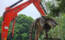 Thaïlande: 125 crocodiles abattus par crainte qu'ils ne s'échappent durant les crues