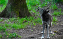 Loups: feu vert de l'Union européenne pour une protection réduite