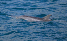 Protection des dauphins: le golfe de Gascogne fermé un mois aux grands navires de pêche