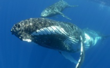 ​Baleines : un arrêté pour suspendre ou retirer les autorisations