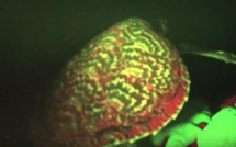 Une tortue fluorescente découverte aux îles Salomon (vidéo)