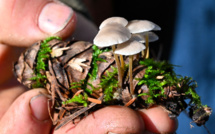 Les champignons, essentiels pour la biodiversité, à la recherche de reconnaissance