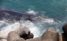 À La Réunion, gendarmes et scientifiques œuvrent à la protection des baleines