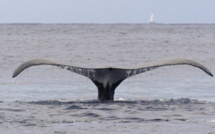 Polynésie: des baleines élisent domicile dans le port de Papeete