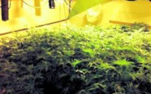 Marseille: la principale découvre une plantation de cannabis dans un local technique du collège