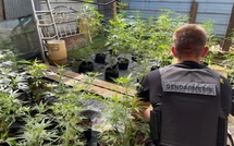 716 plants et 5 kilos de cannabis détruits