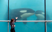 Marineland: le gouvernement s'oppose au transfert de deux orques au Japon