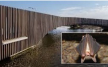 Le "batbridge", pont pour chauves-souris, construit aux Pays-Bas