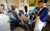 Dissection d'un spécimen rare de baleine en Nouvelle-Zélande