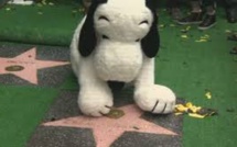 Snoopy, star planétaire de la bande-dessinée, a son étoile à Hollywood