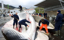 L'Islande autorise la chasse à la baleine jusqu'en 2029