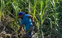 Dernière ligne droite pour les producteurs