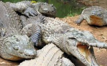 Indonésie: projet d'île-prison gardée par des crocodiles pour les trafiquants de drogue