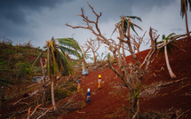 A Mayotte, l'agriculture "broyée" par le cyclone Chido