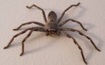 Australie: le cadavre d'une araignée gît sur les lieux du crime