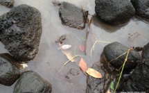 Nouveau phénomène de mortalité des poissons de la Papeava