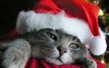 Une famille berlinoise retrouve le jour de Noël son chat disparu depuis sept ans