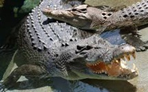 L'Australie veut augmenter ses exportations de produits à base de crocodile