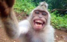 Un singe n'a pas de droits sur ses selfies, a estimé un tribunal américain