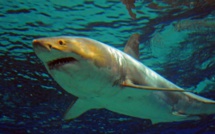 Emirats: un grand requin bondit sur un bateau de pêche, panique à bord