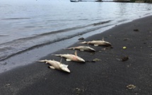 Des petits requins retrouvés morts en bord de mer à Punaauia